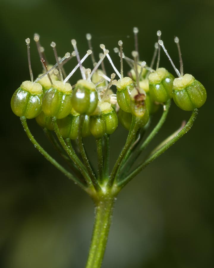 Pimpinella major / Pimpinella maggiore